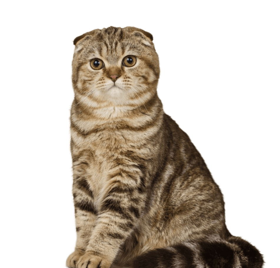 1️⃣ Стрижка шотландской кошки Алматы - цена от 10500 тг | «PROХВОСТ»